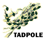 Time And Dissection Program On-LinE